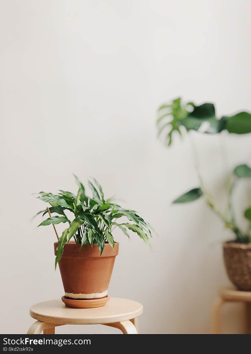 Selective Focus Photography of Potted Plant