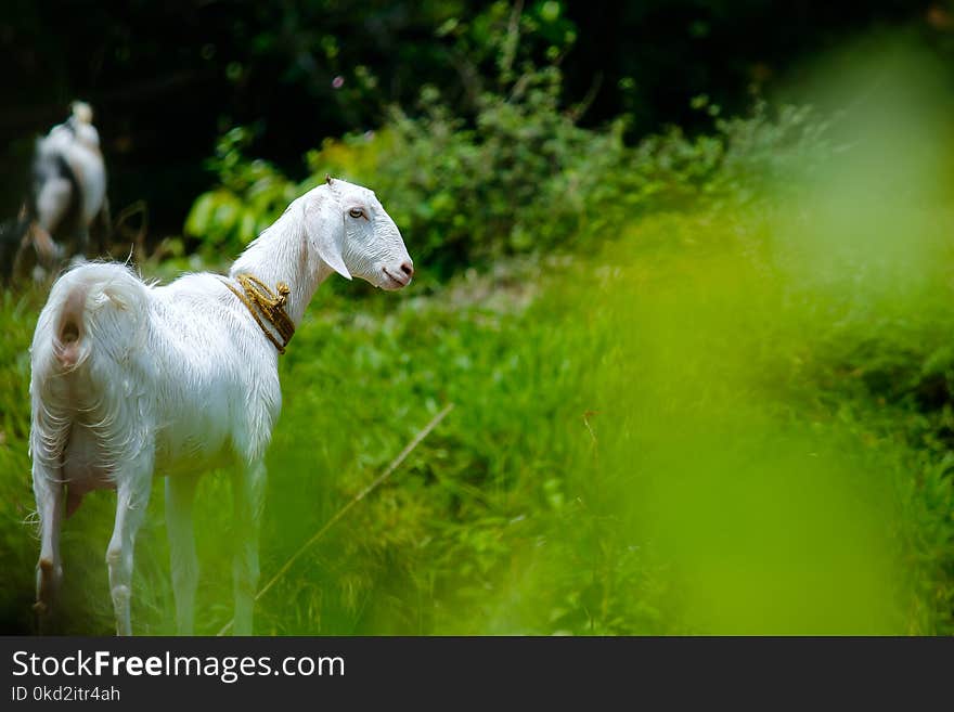 White Goat in Grass Field