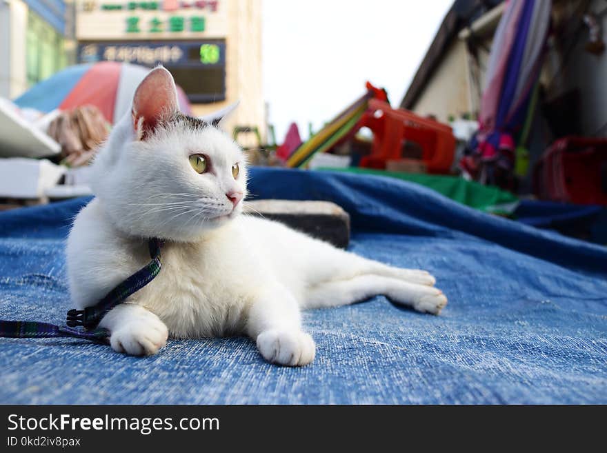 White Cat Lying on Blue Tarpaulin