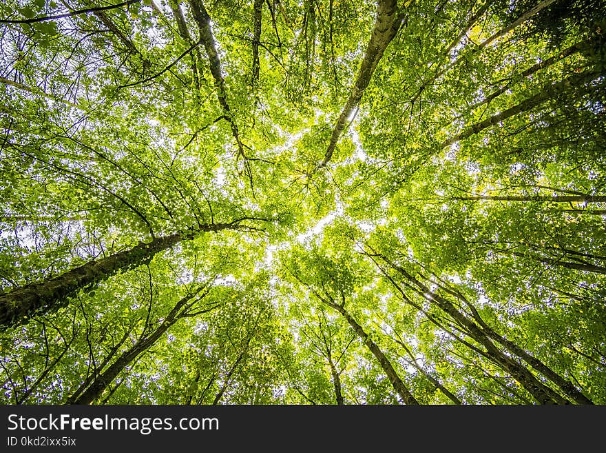 Worms Eyeview of Green Trees