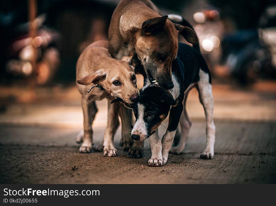 Three Dogs Playing on Gray Concrete Pavement in Selective Focus Photography