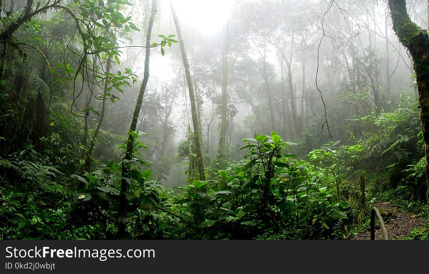 Rainforest during Foggy Day