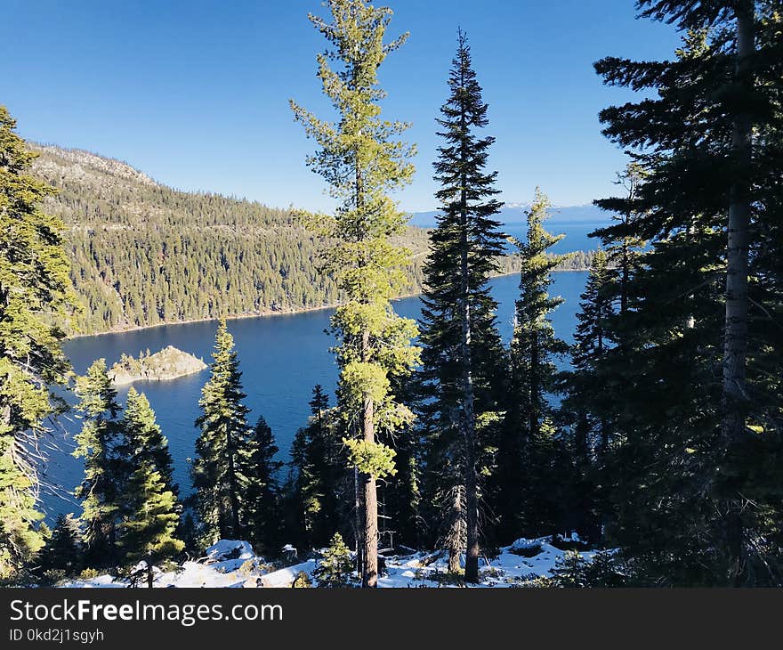 Green Pine Trees and Lake