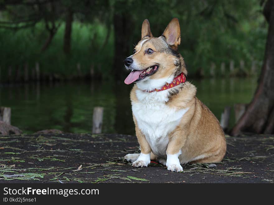 Pembroke Welsh Corgi Photography