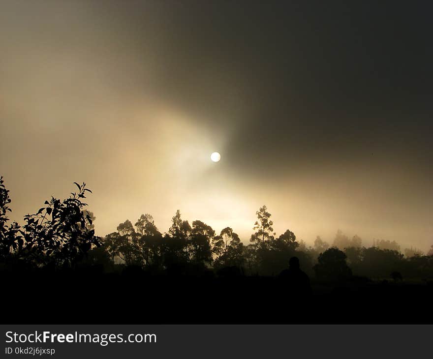 Silhouette of Trees during Dawn