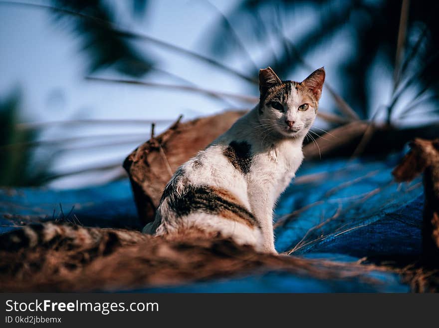 Calico Cat in Close Up Photography