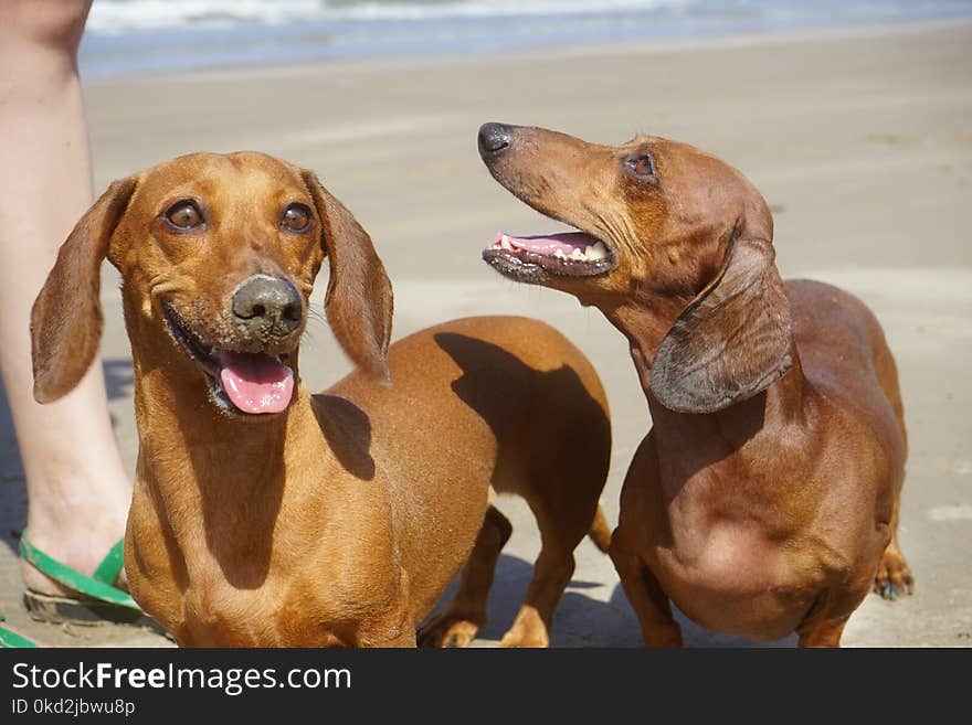 Two Brown Dachshund