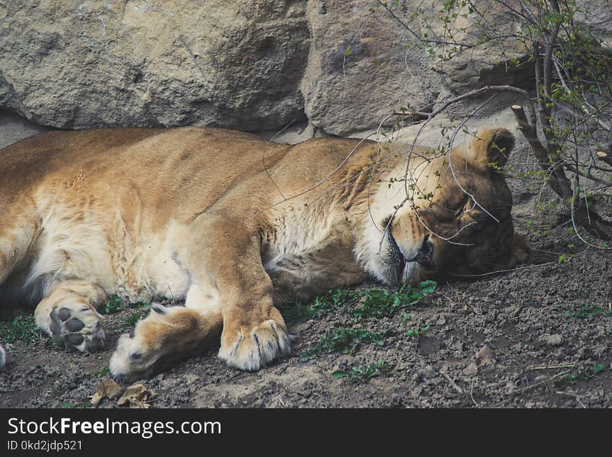 Lioness Lying on Grey Dirt Near Grey Rock