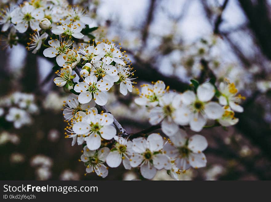 Shallow Focus Photography of White Flowers