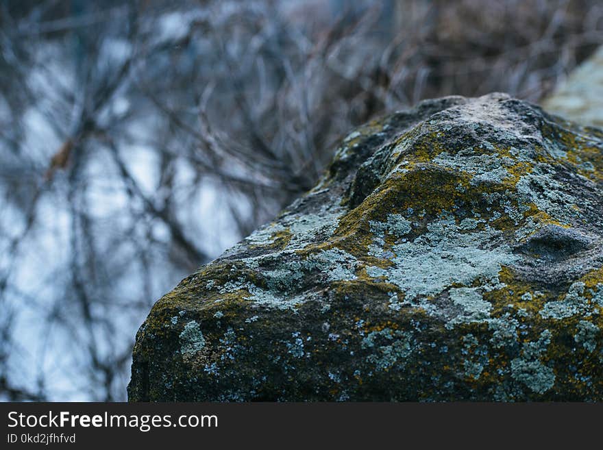 Gray Concrete Stone With Green Mold