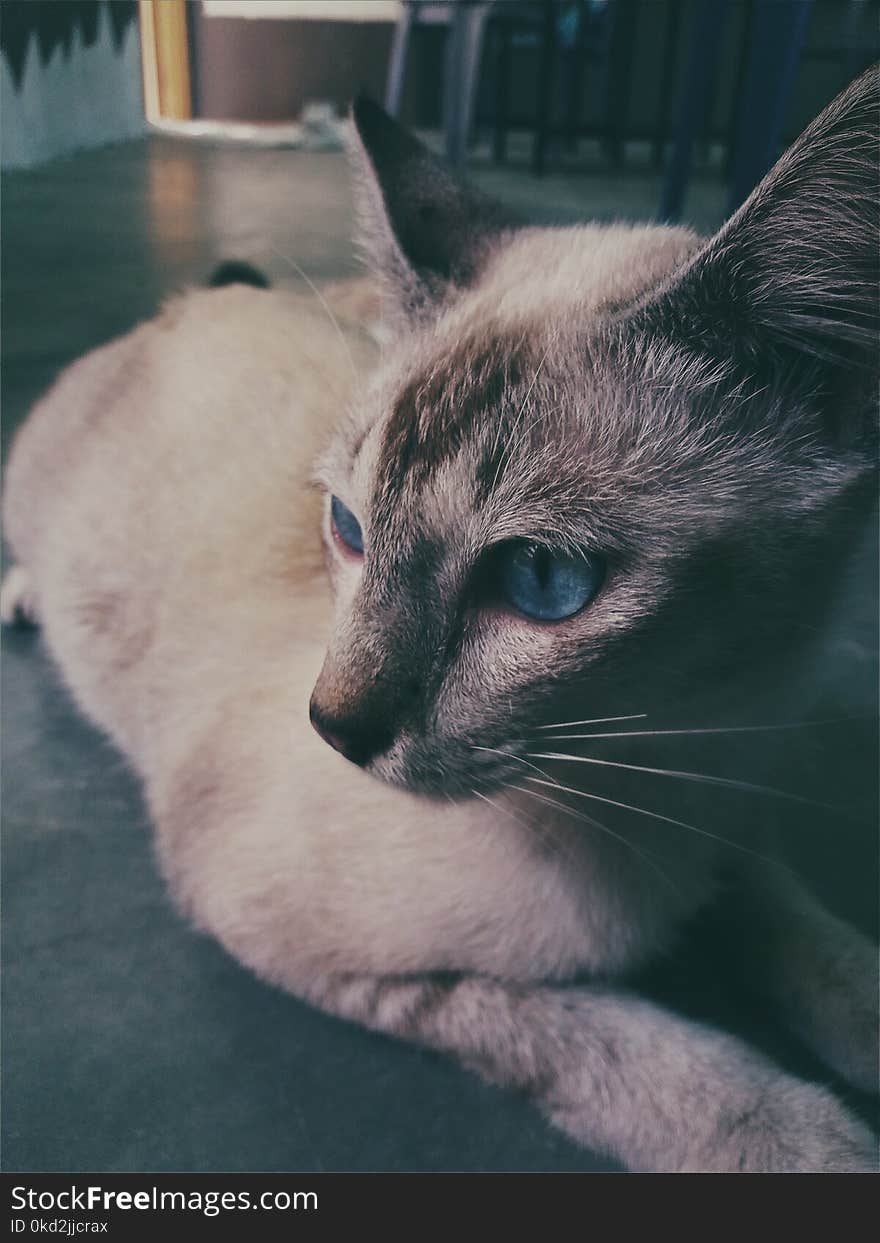 Siamese Cat Lying on the Floor Photo