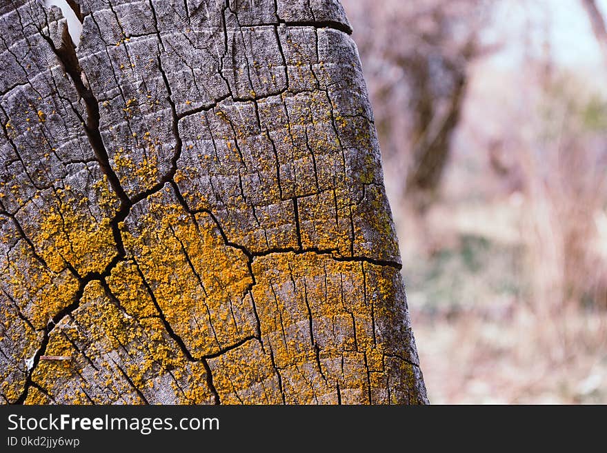 Gray Tree Stump With Yellow Moss