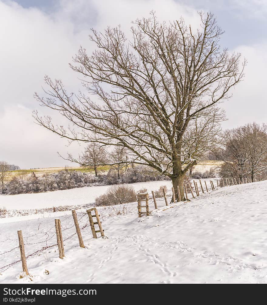 Bare Tree With Ground Covered by Snow