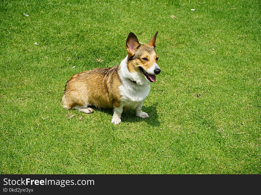 Photograph of an Adult Brown and White Corgi