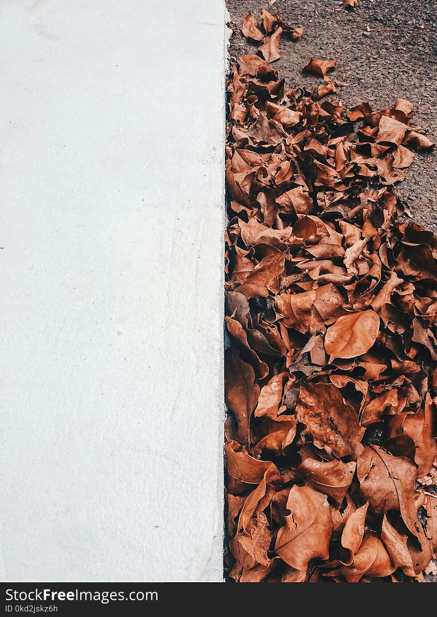 Dried Leaves Near White Concrete Wall