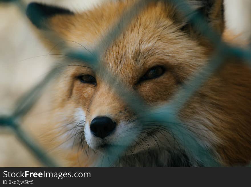 Shallow Focus of Red Fox