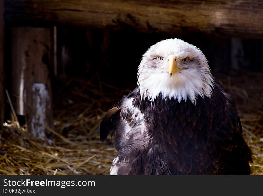 Black and White Eagle on Nest