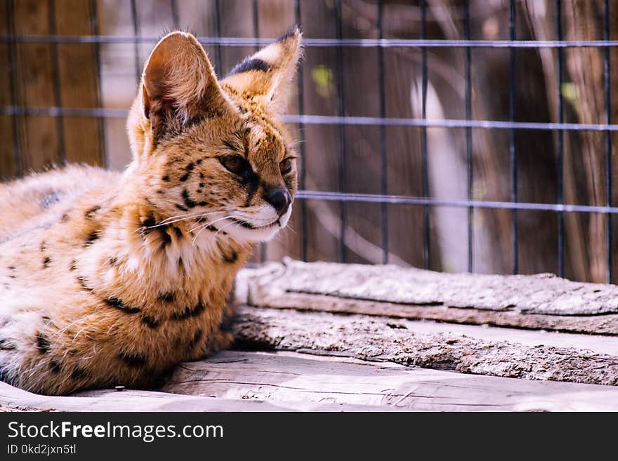 Bengal Cat