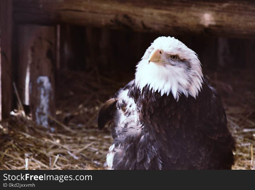 White and Black Eagle Bird