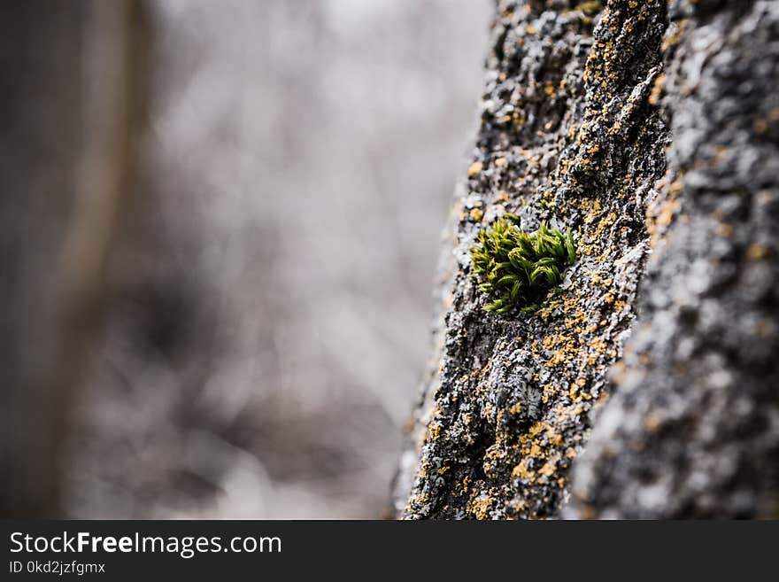 Shallow Focus of Green Leafed Plant