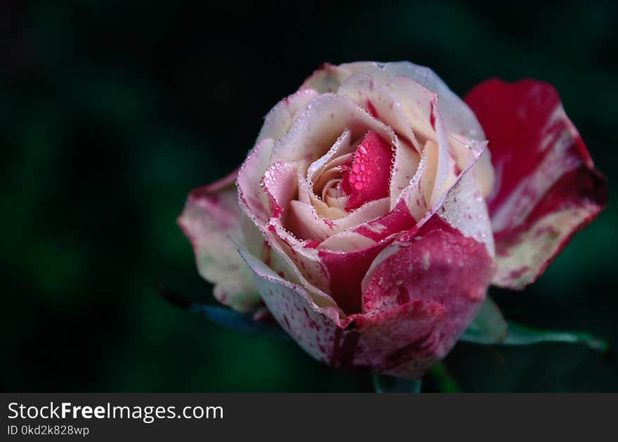 Closeup Photography of White and Pink Rose Flower