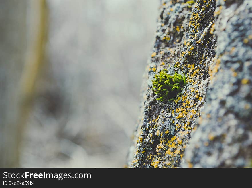 Macro Photography of Green Algae