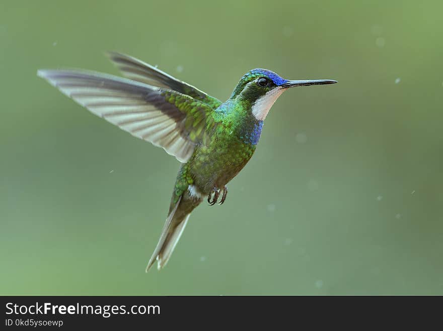 Variable Mountain-gem - Lampornis castaneoventris, beautiful colorful hummingbird from Central America forests, Costa Rica.