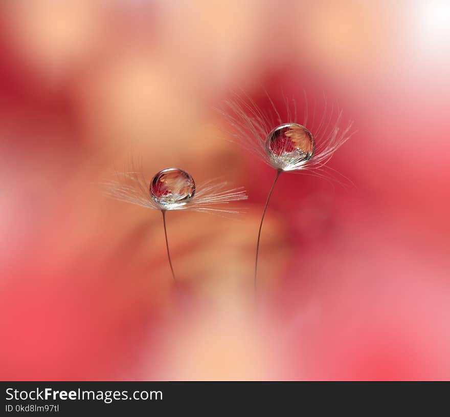 Abstract macro photo with water drops.Artistic Background for desktop. Magic Floral Art.Creative Wallpaper.Flower,pastel tones.