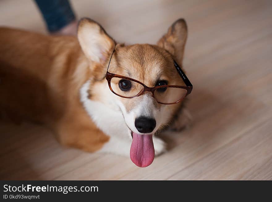 Funny Welsh Corgi Pembroke puppy with glasses home, happy smiling dog