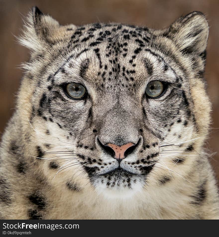 Snow Leopard Closeup