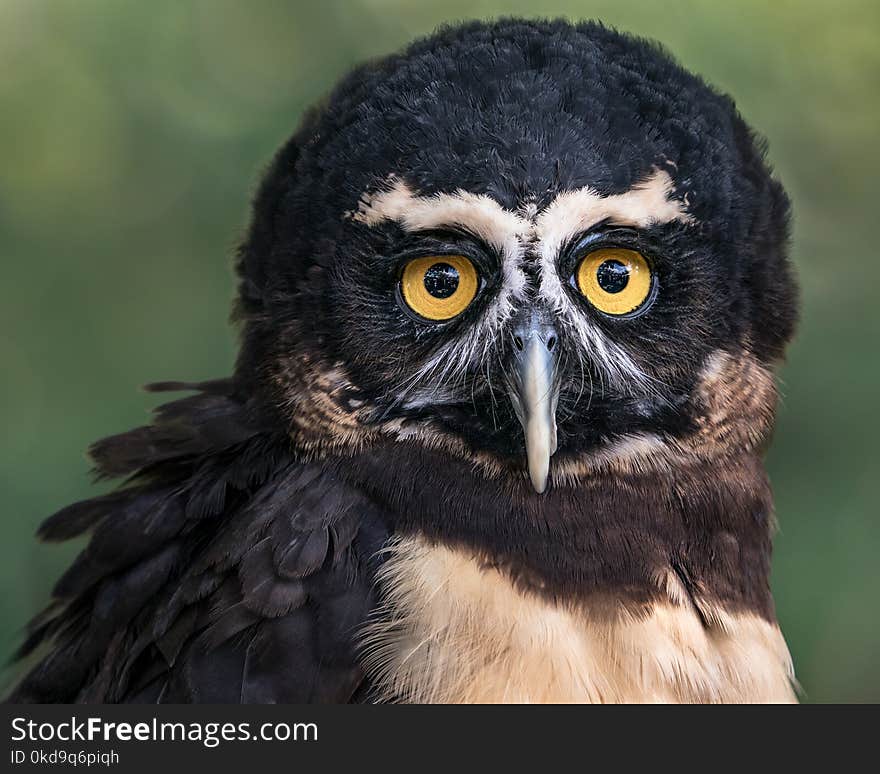 Frontal Portrait of a Spectacled Owl Against a Blurred Green Background