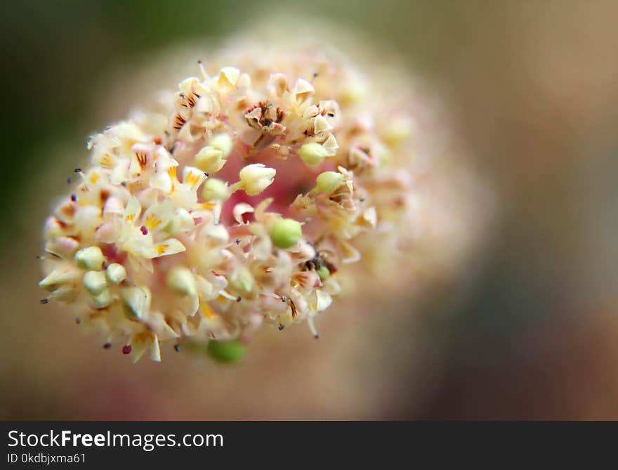 Mango flower, A branch of inflorescence mango flowering in india. Mango flower, A branch of inflorescence mango flowering in india.