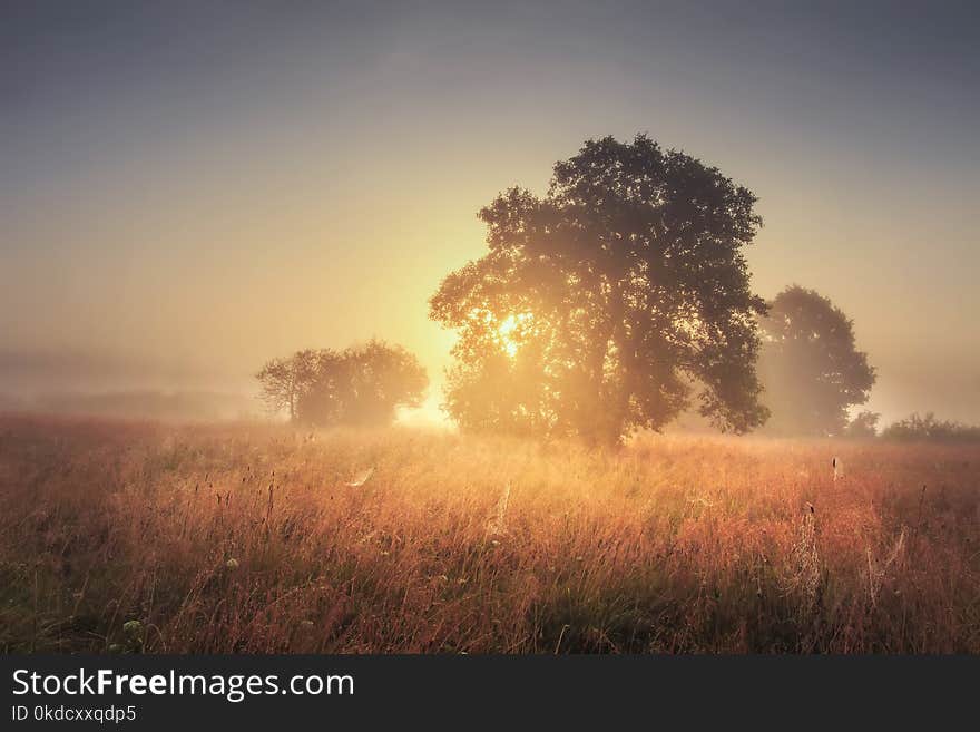 Autumn landscape of large tree on gold meadow in the evening. Sunrise through branches of trees. Scenery nature