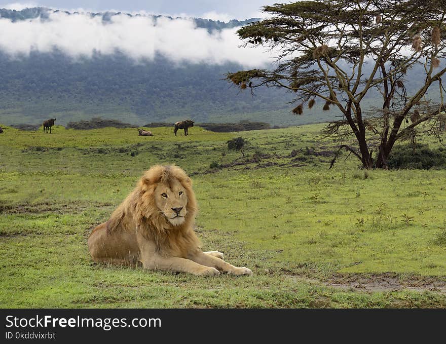 Lion laying in Serengeti with acacia tree