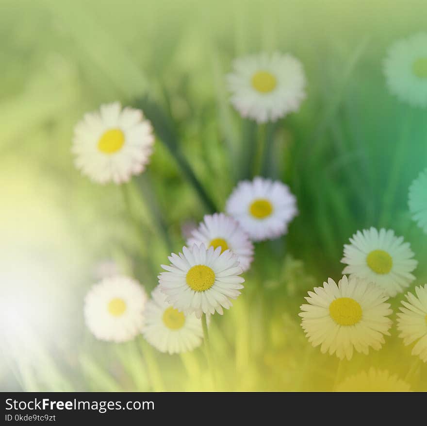 Abstract macro photo with daisy.Daisy in grass.Field daisy flowers.White Chamomile marguerite daisy flowers on the filed.Nature.