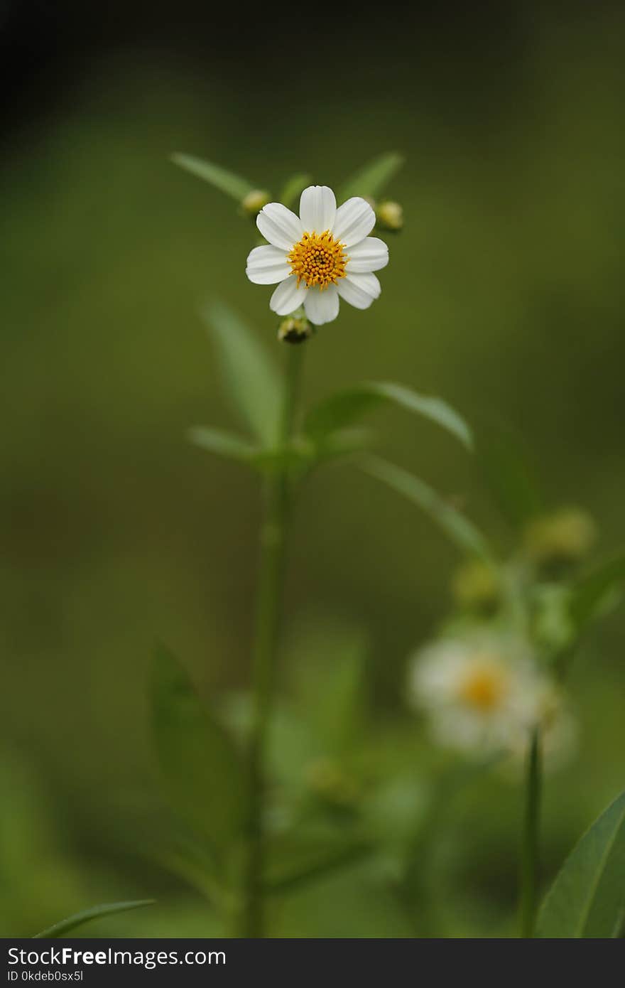 White Chamomile Flower Selective Focus Photography