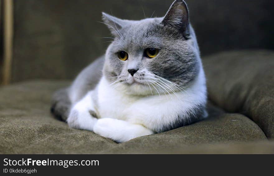 Gray and White Cat Lying on Black Suede Sofa