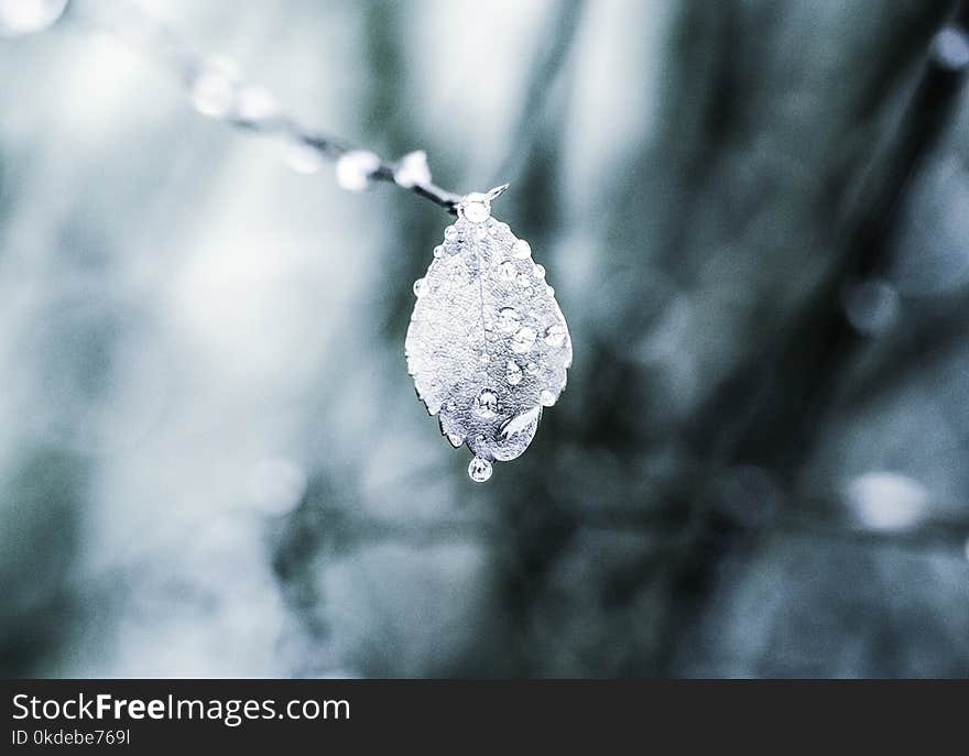 Macroscopic Photo of Leaf