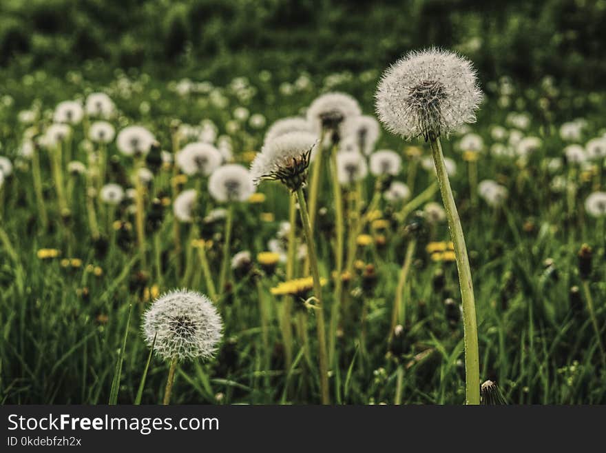 Bed of Dandelion