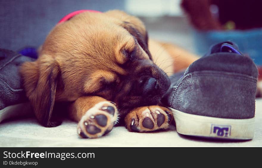 Short-coated Brown Puppy Sleeping Beside Grey Dc Skate Shoe