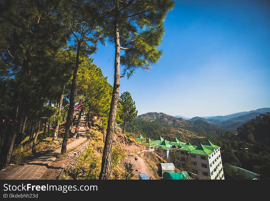 Road Beside Trees Near Under Building