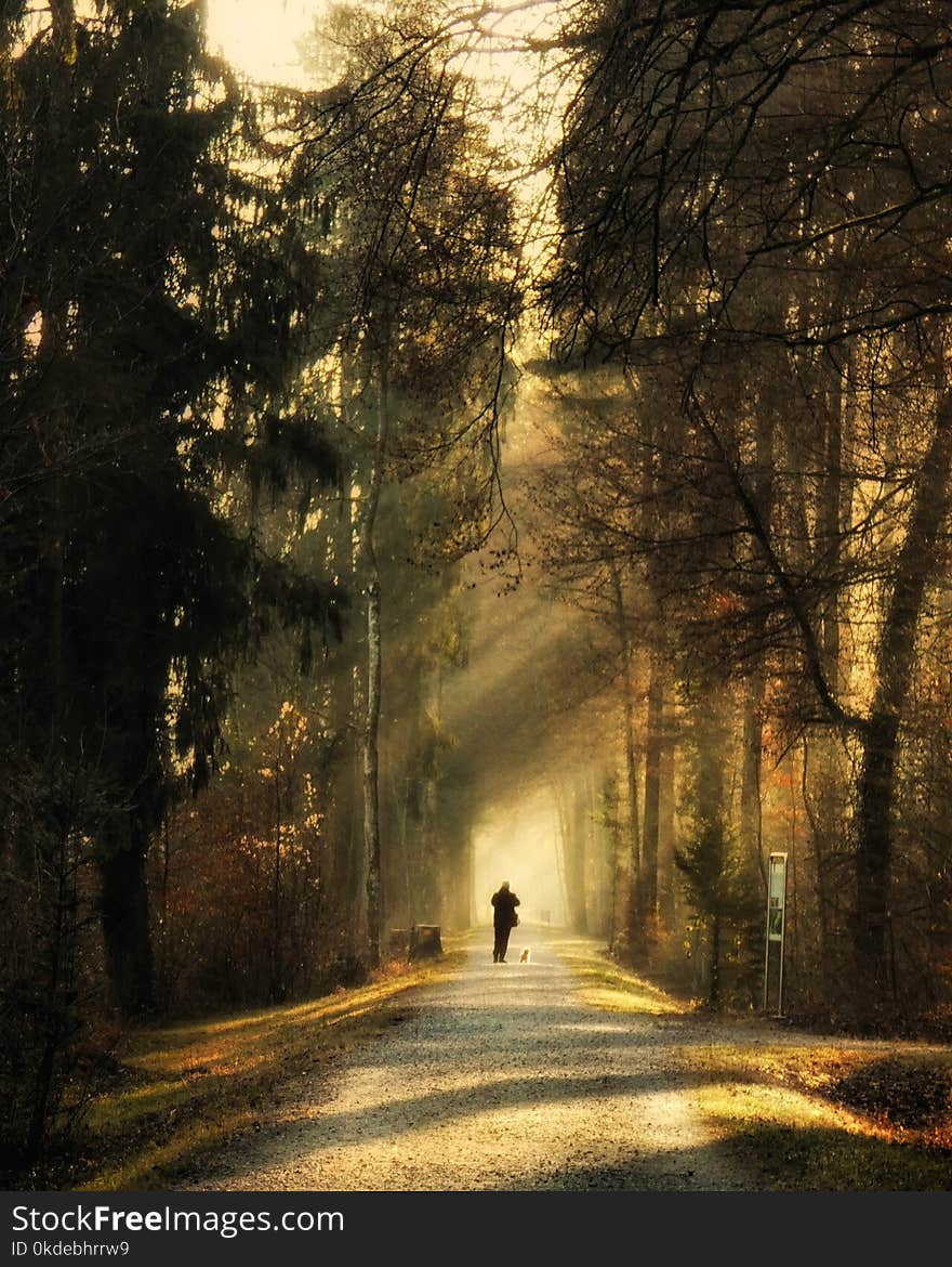 Person Standing on Pathway Surrounded by Trees