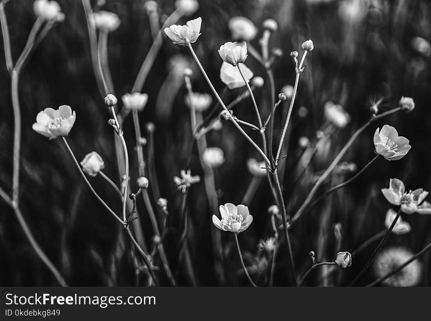 Grayscale Photo of Flower