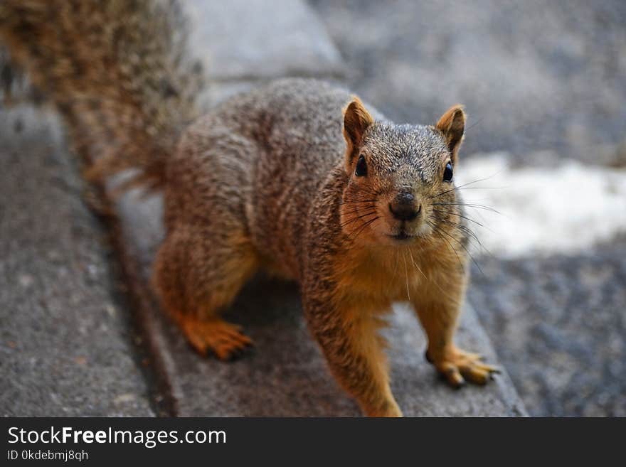 Close Up Photo of Brown Squirrel