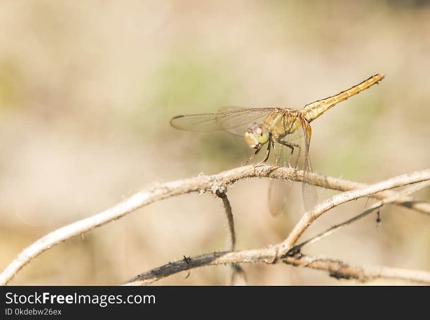 Brown Dragonfly Perched on Brown Stem