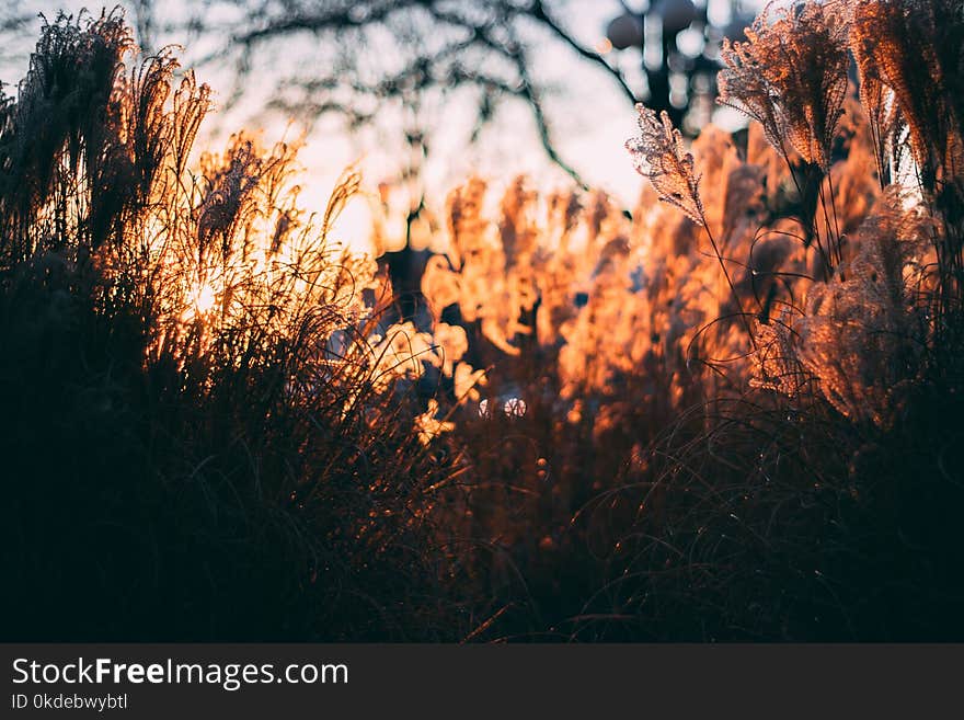 Brown Grass Lawn