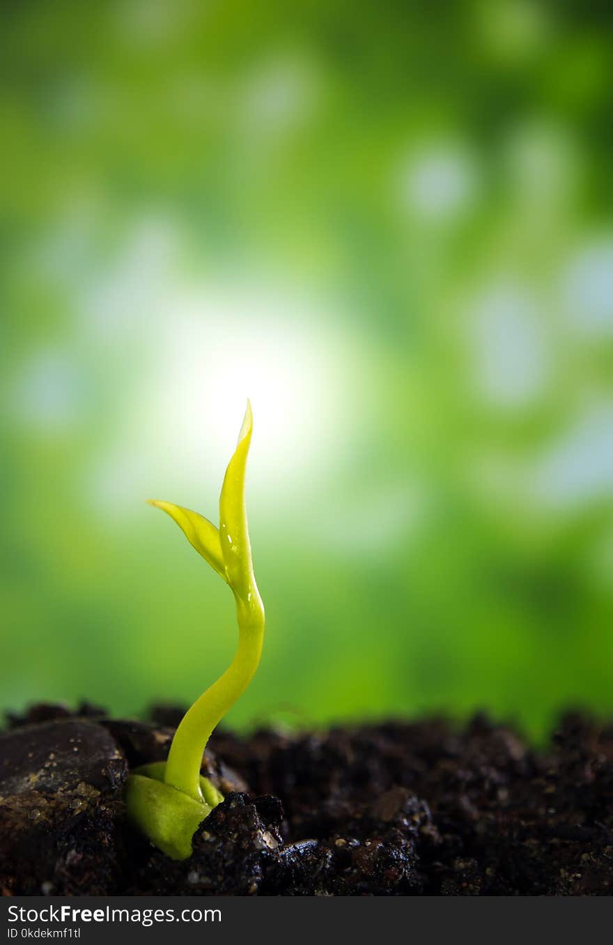 Bud Leaves Of Young Plant Seedling On Ground