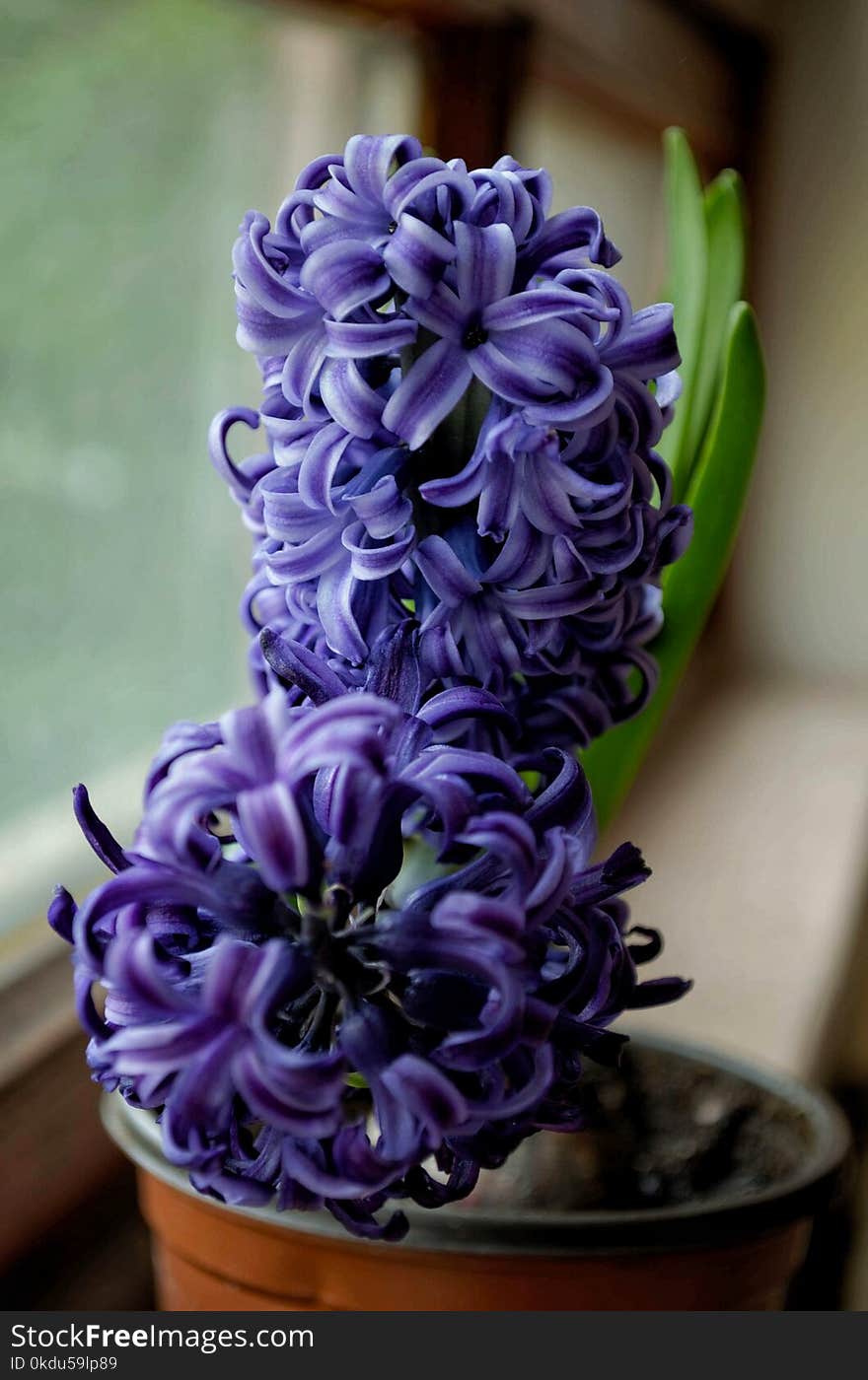 Selective Focus Photography of Purple Hyacinth Flower