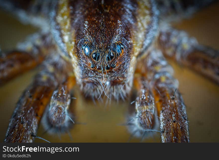 Micro Photo of Brown Jumping Spider