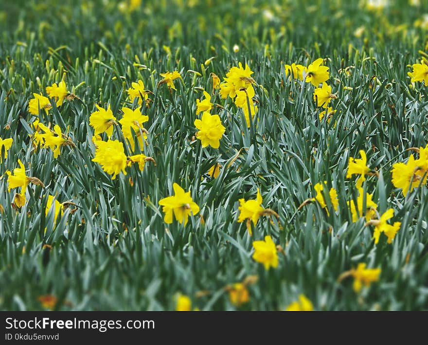 Yellow Flowers With Green Leaves